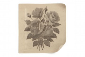Vintage rose bouquet drawing on old paper, monochrome botanical sketch with sepia tone, transparent background