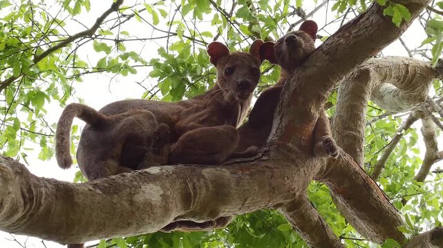 Fossa male and female during mating season in tree, close 46
