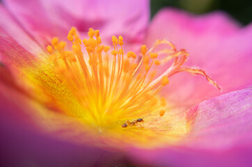 Extreme Macro of Yellow Pollen Grains on Pink Background – Floral Detail.  Close-Up Macro of...