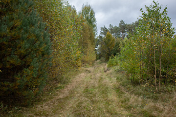 Fototapeta premium road through the forest, forest road, autumn forest, photo with a forest road, wide road to the forest landscape, road through a mixed forest landscape