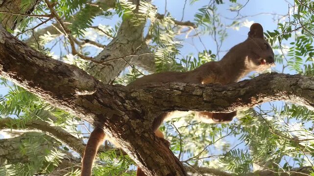 Fossa female, Cryptoprocta ferox, high in the tree during mating season, male arrives, close 35