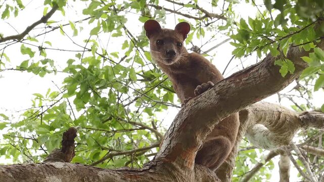 Fossa male, Cryptoprocta ferox, during mating season on branch high in the tree 47