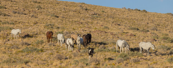 Herd of Wild Horses in Autumn in the Utah Desert