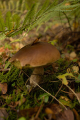 A brown porcini mushroom grows among moss and fallen leaves on the forest floor in October. The warm autumn light highlights the natural textures of the woodland, creating a calm and earthy atmosphere
