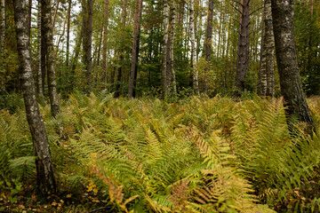 overgrown ferns in a mixed forest, autumn on ferns, yellow-green ferns in autumn, beautiful landscape with ferns, ferns in the forest in autumn, landscape on the background