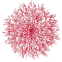 A unique and vibrant flower in full bloom, with its intricate petals and delicate details