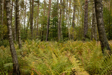 Fototapeta premium a clearing of yellow-green ferns in the forest, many fern bushes in the middle of the forest, ferns in autumn, fern plantation in Polish forests, fern, landscape with ferns, forest plants in autumn