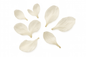 White flower petals falling and scattering, delicate natural blossoms on transparent background for spring and romance designs