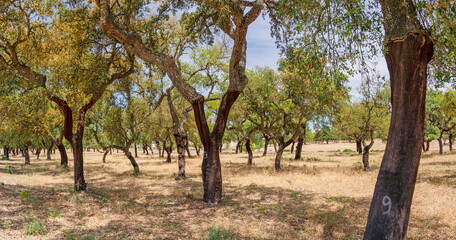 Cork oak farm. Oak trunk with renewable bark suitable for stripping in the nearest 4 years.