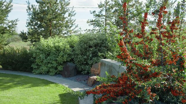 Orange-berried pyracantha bush in landscaped garden