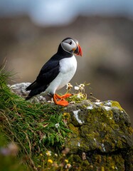 A vibrant Atlantic puffin perches on a rocky outcropping, facing right