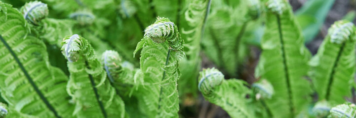 Close-up of vibrant green fern fronds unfurling in spring garden.