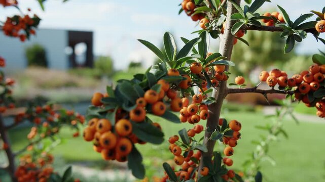 Branch of orange-berried pyracantha bush in summer garden