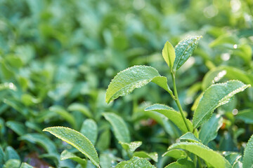 Close-up of fresh green tea leaves with morning dew in sunlight at tea plantation.