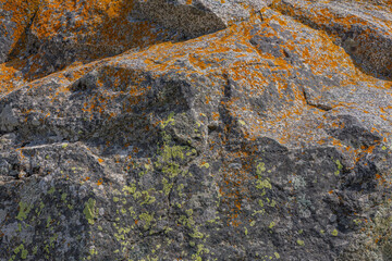 Rough rock surface adorned with vibrant orange and green lichen. Natural setting highlights intricate textures and colors under daylight, showcasing nature's beauty.