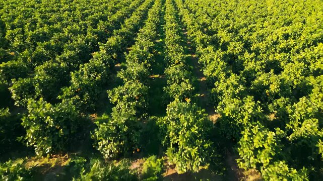 Aerial View of Rows of Orange Trees Growing in Orchard