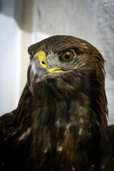 Close-up of a majestic brown eagle with sharp beak and intense eyes showing powerful detail and texture