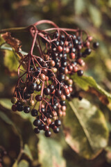 close up of wild berries