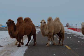 The Bactrian camel, also known as the Mongolian camel, is a large even-toed ungulate native to the...