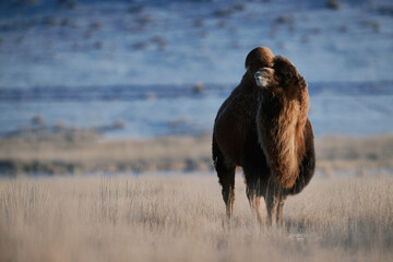 The Bactrian camel, also known as the Mongolian camel, is a large even-toed ungulate native to the...