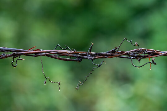 A grape vine twisted on a wire