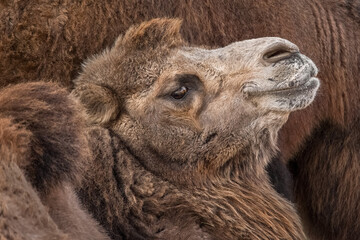 The Bactrian camel, also known as the Mongolian camel, is a large even-toed ungulate native to the...