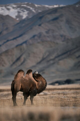 The Bactrian camel, also known as the Mongolian camel, is a large even-toed ungulate native to the steppes of Central Asia. It has two humps on its back, in contrast to the single