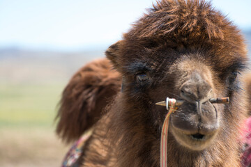 The Bactrian camel, also known as the Mongolian camel, is a large even-toed ungulate native to the...