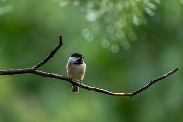 A Carolina chickadee perched in the woods