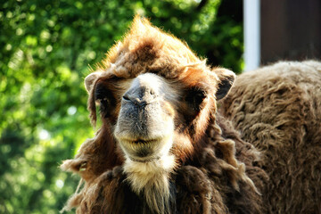 Obraz premium The Bactrian camel, also known as the Mongolian camel, is a large even-toed ungulate native to the steppes of Central Asia. It has two humps on its back, in contrast to the single