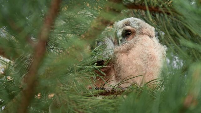 Three cute playful owlets in their nest in a pine forest. 60fps close up clip of a young long eared owl family.