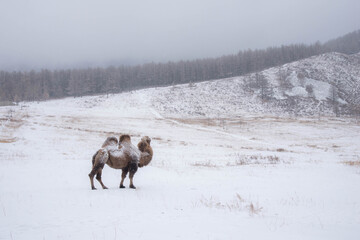 The Bactrian camel, also known as the Mongolian camel, is a large even-toed ungulate native to the...