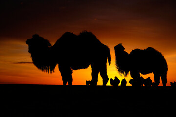 The Bactrian camel, also known as the Mongolian camel, is a large even-toed ungulate native to the...