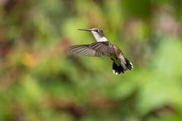 A ruby-throated hummingbird flying in a flower garden