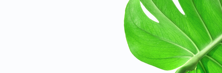 Close-up of lush green monstera leaf with intricate veins on white background. © elenavolf