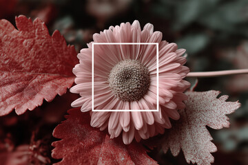 A pink daisy in full bloom is centered in a dreamy botanical composition, framed by textured crimson leaves. Soft and symmetrical floral close-up with fine natural detail.