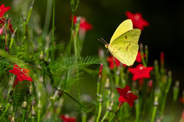 A clouded sulphur butterfly in a flower garden