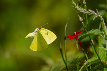 A clouded sulphur butterfly in a flower garden