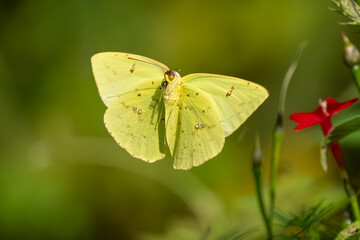 A clouded sulphur butterfly in a flower garden