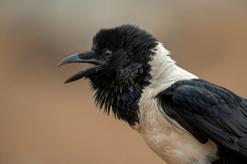 The pied crow (Corvus albus) is a widely distributed African bird species in the crow genus of the family Corvidae.
