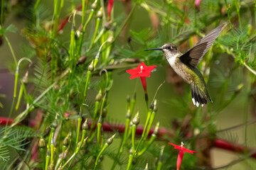 A ruby-throated hummingbird flying in a flower garden