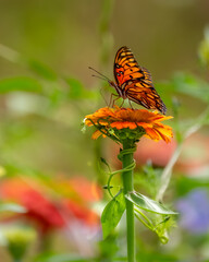 A Gulf Fritillary butterfly in a garden of zinnia flowers