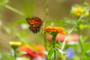 A Gulf Fritillary butterfly in a garden of zinnia flowers