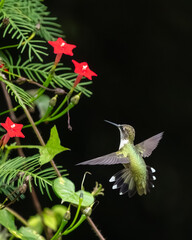 A ruby-throated hummingbird flying in a flower garden