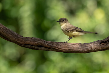 An Eastern phoebe searching for food in a forest