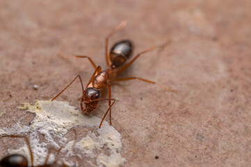 Ant super close up macro shot