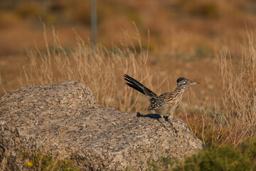 Roadrunner standing on the edge of a rock on a morning in the desert