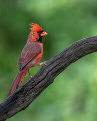 A male cardinal perched in a wooded area