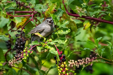 A gray catbird eating pokeweed berries