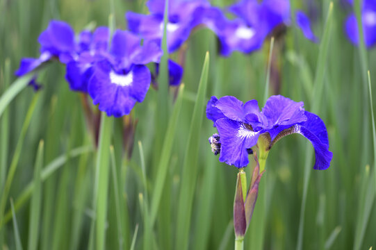 Closeup Iris sibirica - Regency buck, Violet-Blue Perennial Flower in Bloom with blurred background in summer garden
